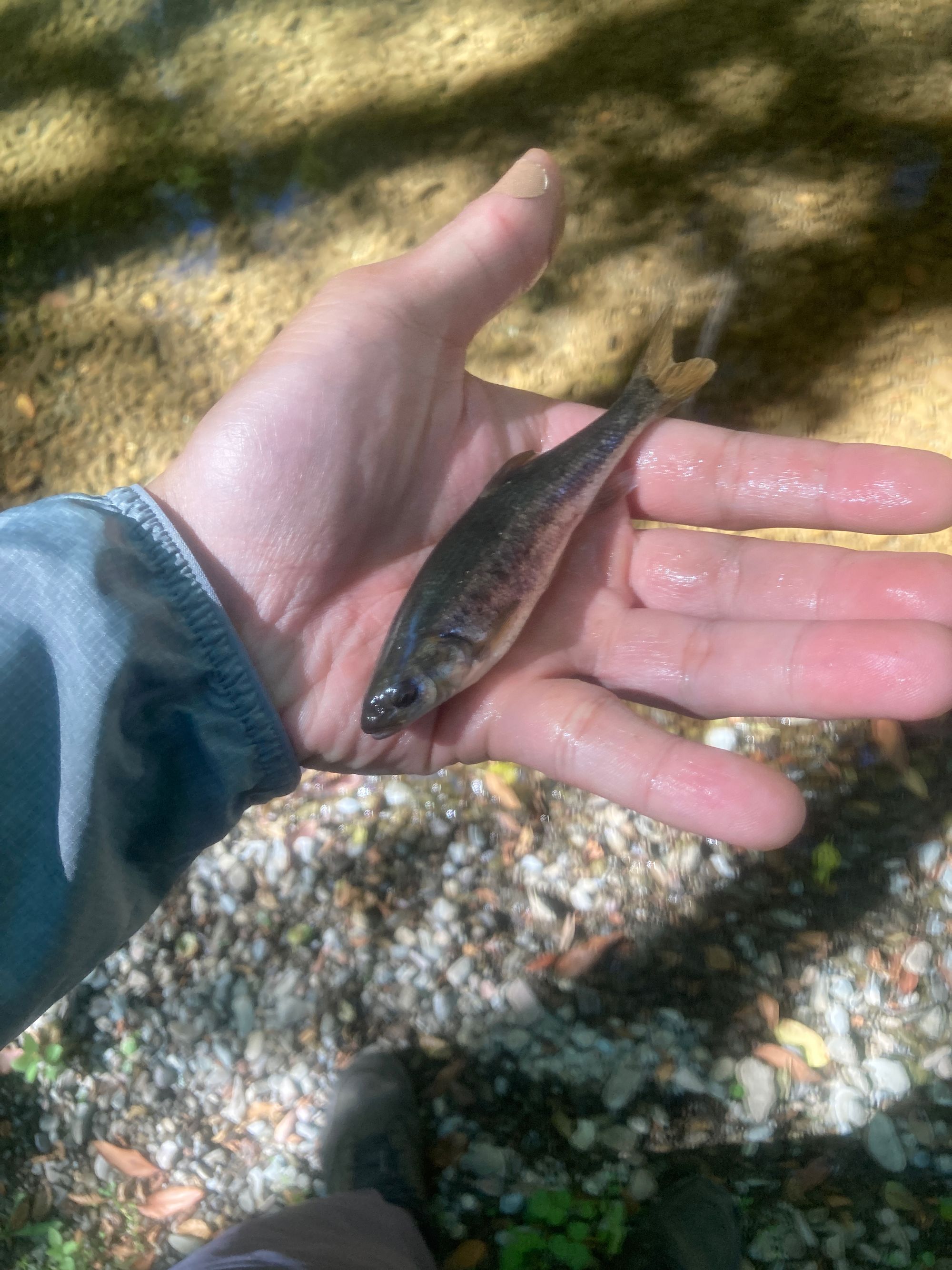 Discovering the Overlooked: Fishing a Hidden Creek in the SF Bay Area