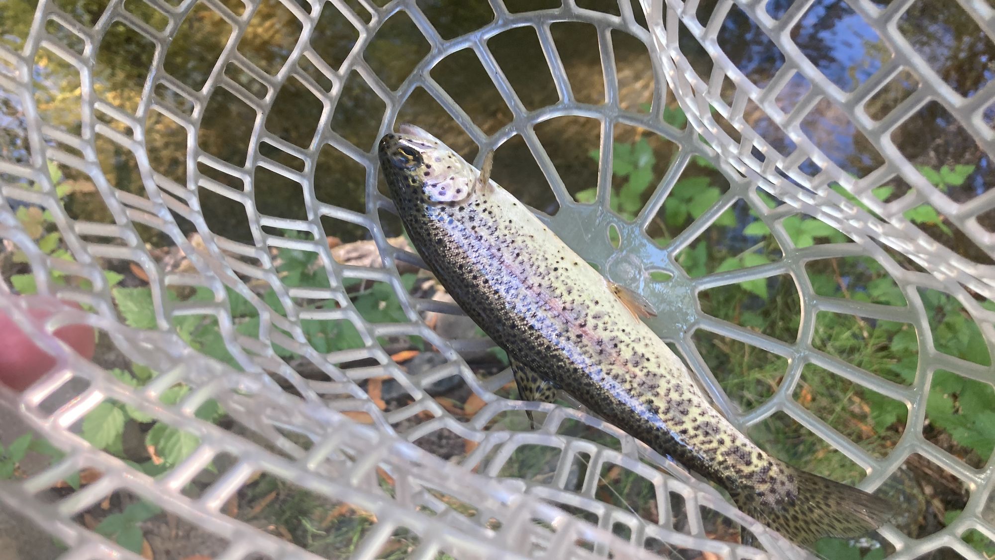 Discovering the Overlooked: Fishing a Hidden Creek in the SF Bay Area