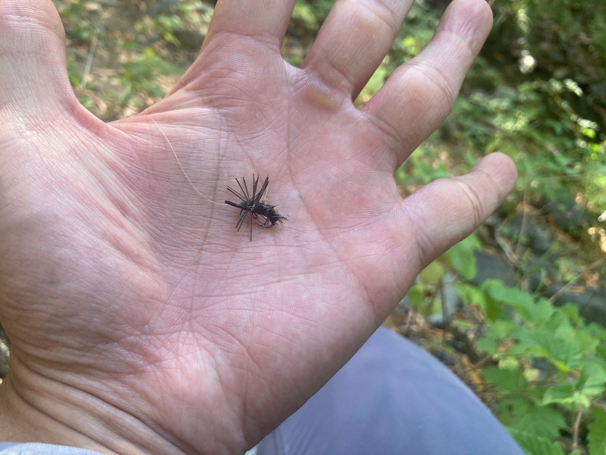 Discovering the Overlooked: Fishing a Hidden Creek in the SF Bay Area