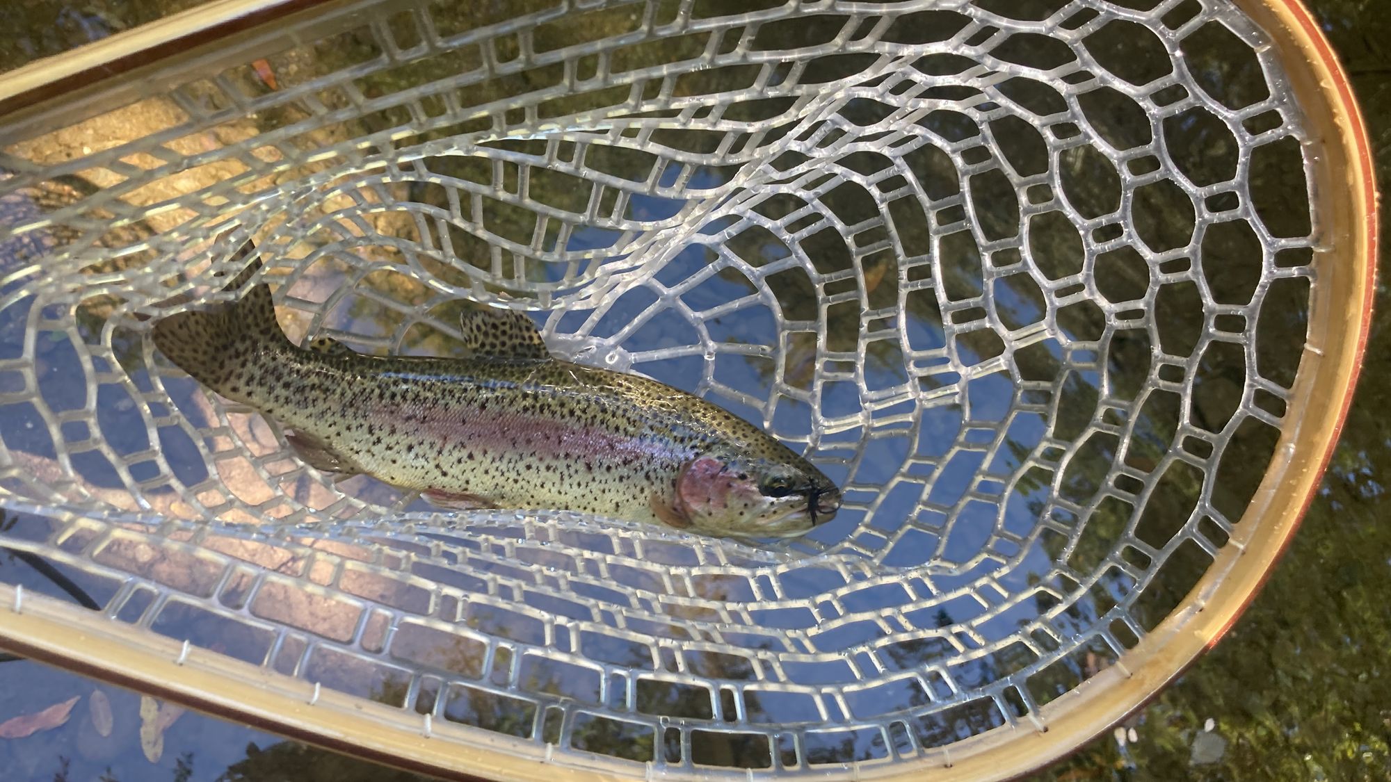 Discovering the Overlooked: Fishing a Hidden Creek in the SF Bay Area