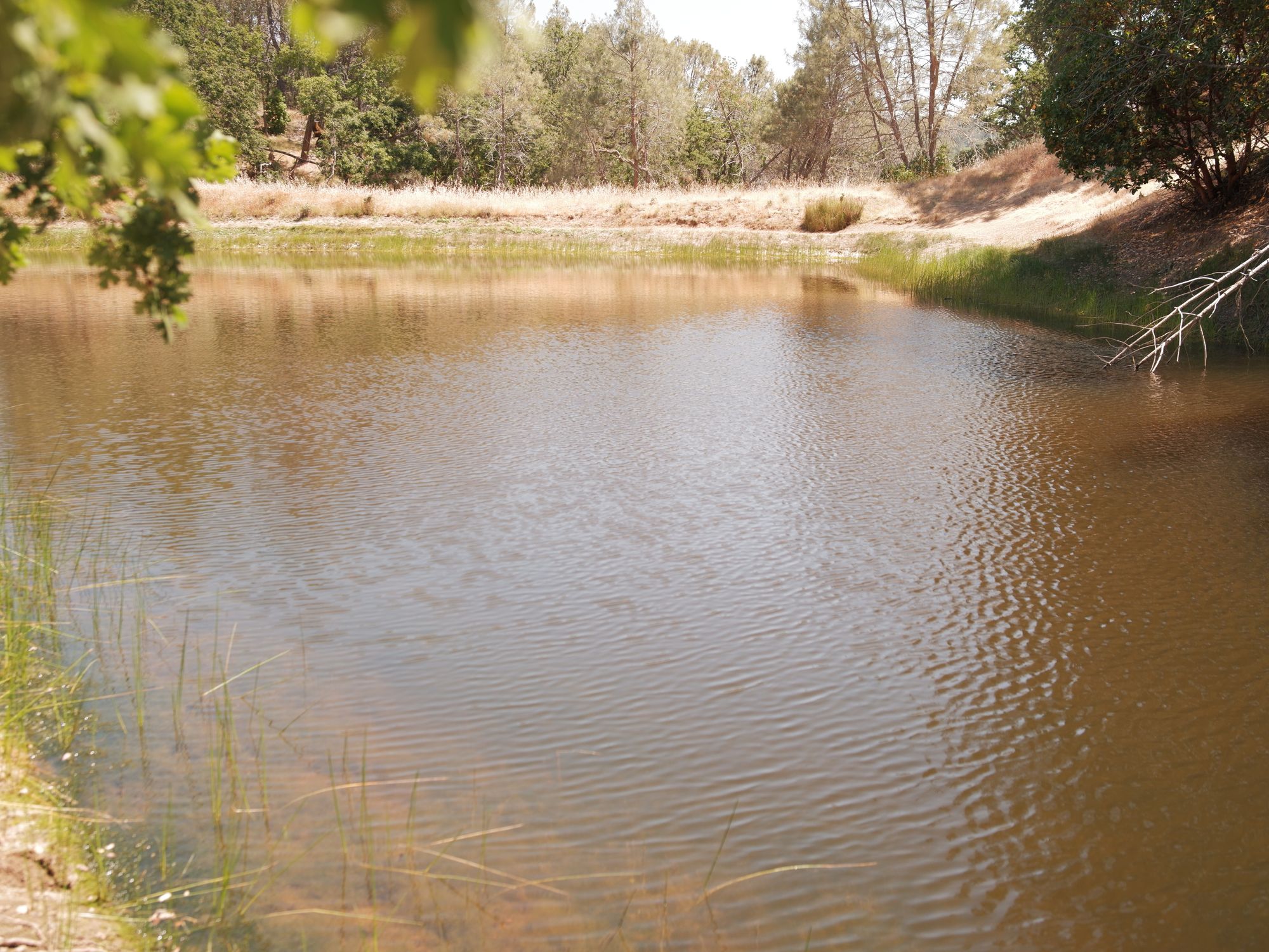 Discovering the Overlooked: Fishing a Hidden Creek in the SF Bay Area