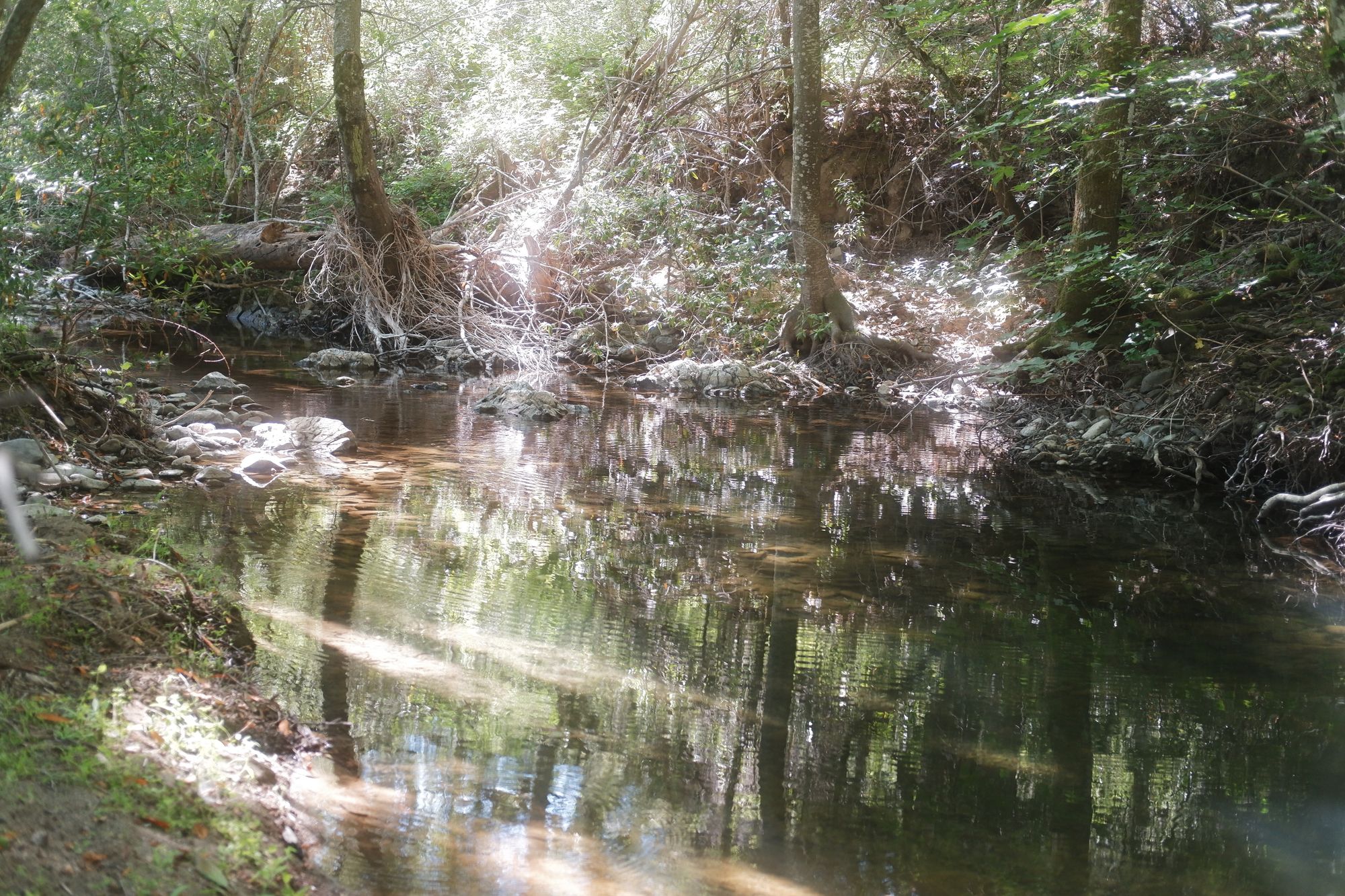 Discovering the Overlooked: Fishing a Hidden Creek in the SF Bay Area