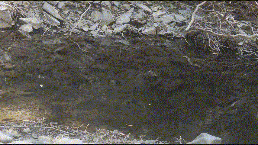Discovering the Overlooked: Fishing a Hidden Creek in the SF Bay Area