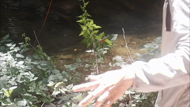 Discovering the Overlooked: Fishing a Hidden Creek in the SF Bay Area