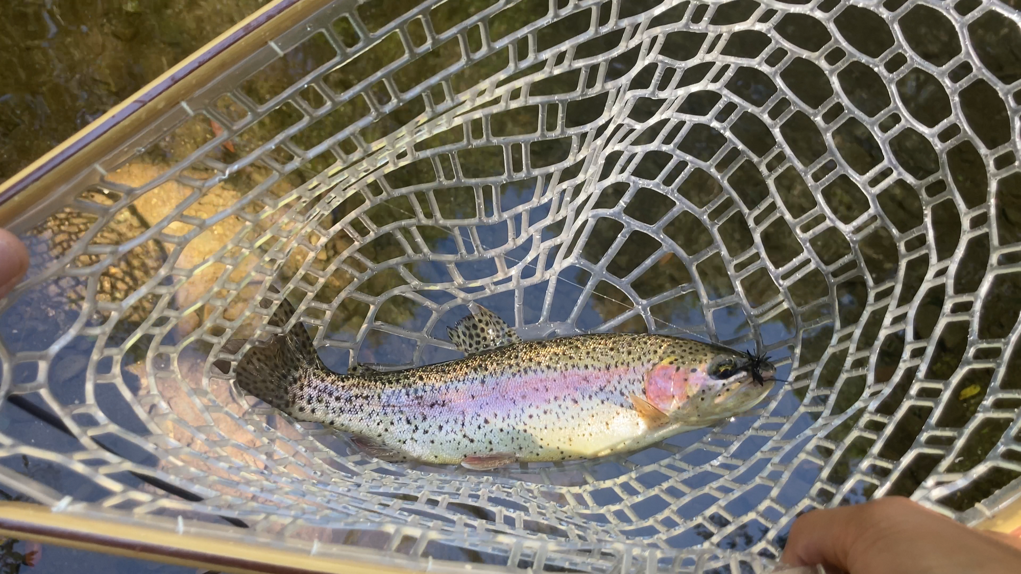 Discovering the Overlooked: Fishing a Hidden Creek in the SF Bay Area