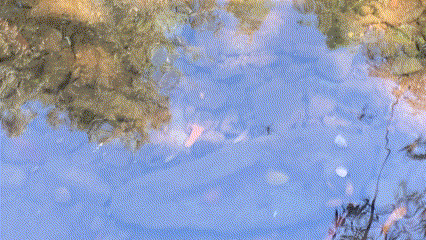 Discovering the Overlooked: Fishing a Hidden Creek in the SF Bay Area