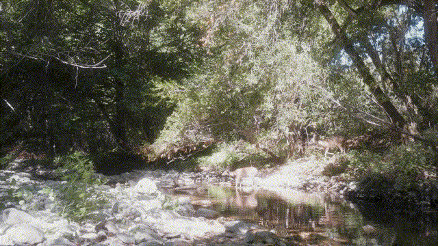 Discovering the Overlooked: Fishing a Hidden Creek in the SF Bay Area