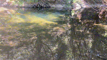 Discovering the Overlooked: Fishing a Hidden Creek in the SF Bay Area
