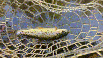 Discovering the Overlooked: Fishing a Hidden Creek in the SF Bay Area