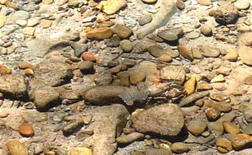 Discovering the Overlooked: Fishing a Hidden Creek in the SF Bay Area