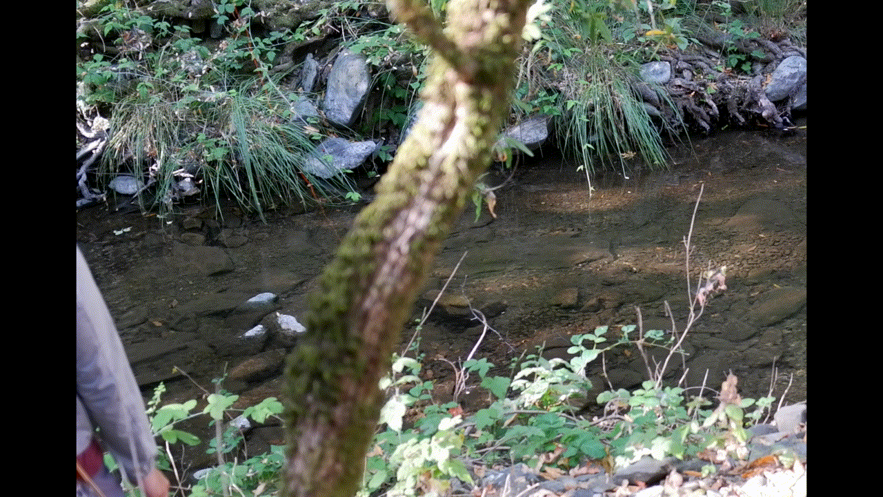 Discovering the Overlooked: Fishing a Hidden Creek in the SF Bay Area