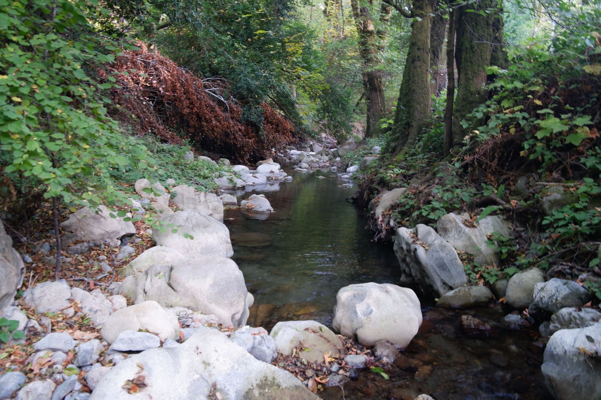 Tenkara Fly Fishing the "creek" at Stevens Creek