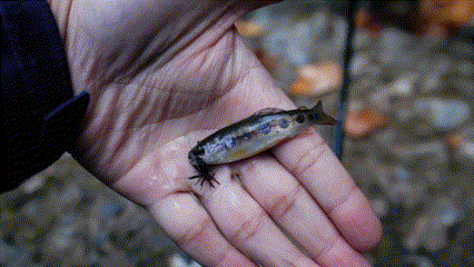 Tenkara Fly Fishing the "creek" at Stevens Creek