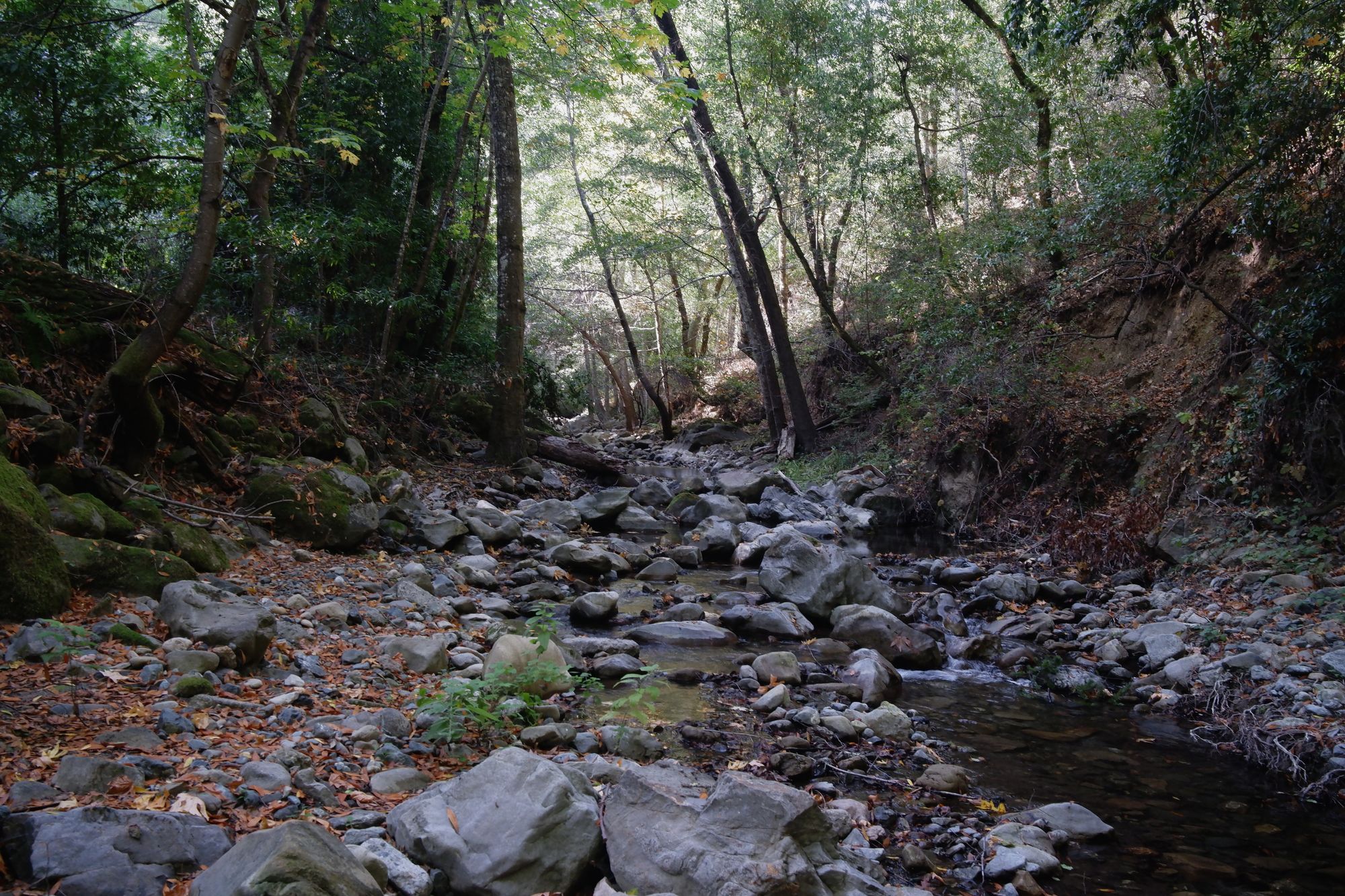 Tenkara fly fishing Stevens Creek