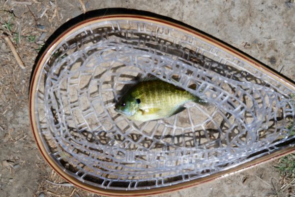 Cottonwood Lake Tenkara Fishing Report
